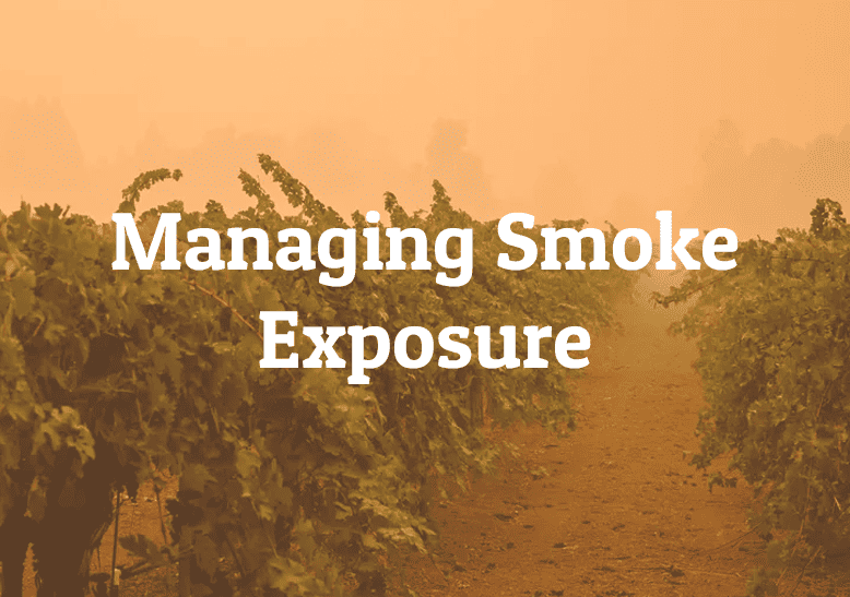 winemaking with fruit exposed to smoke