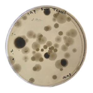 without zymaflore egide bioprotection